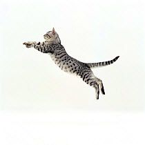 Domestic Cat {Felis catus} 5-month Silver spotted shorthair male 'Arum', jumping at full stretch, back hollow.