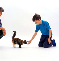 Domestic Cat {Felis catus} Tortoiseshell kitten 'Mull' approaches child with tail up, sniffs hand