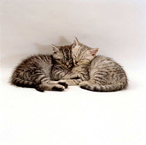 Domestic Cat (Felis catus0 Two 7-week sleeping silver tabby kittens 'Cosmos'.