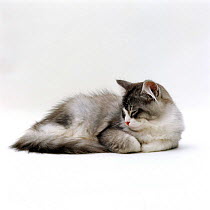 Domestic Cat {Felis catus} 5-month Silver Bicolour Chinchilla-cross kitten, sleeping