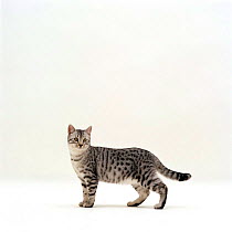 Domestic Cat {Felis catus} 5-month Silver spotted shorthair male 'Arum', standing with tail relaxed