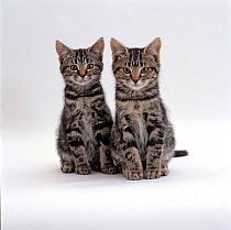 Domestic Cat {Felis catus} Two 8-week tabby kittens, male and female