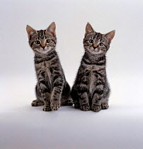Domestic Cat {Felis catus} Two 8-week tabby kittens, male and female
