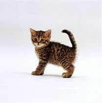 Domestic Cat {Felis catus} 6-week Tabby chinchilla x British shorthair kitten
