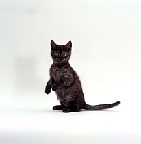 Domestic Cat {Felis catus} 10-week Black smoke British shorthair kitten, sitting up on back legs