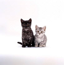 Domestic Cat {Felis catus} 10-week Black smoke British shorthair kitten with Silver spotted sibling