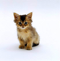 Domestic Cat {Felis catus} 7-week Usual Somali kitten