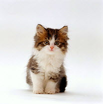 Domestic Cat {Felis catus} 7-week Tabby and white persian-cross kitten