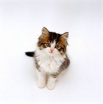 Looking down on Domestic Cat {Felis catus} 7-week Tabby and white persian-cross kitten looking up