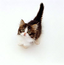 Looking down on Domestic Cat {Felis catus} 7-week Tabby and white persian-cross kitten looking up