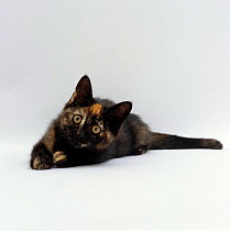 Domestic Cat {Felis catus} 8-week tortoiseshell kitten ready to pounce
