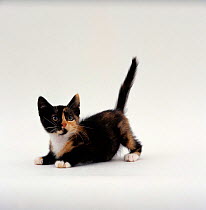 Domestic Cat {Felis catus} playful tortoiseshell kitten