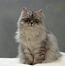 Domestic Cat {Felis catus} Silver tabby chinchilla-cross-persian in full coat