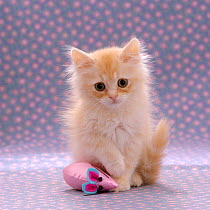 Domestic Cat {Felis catus} 8-week Fluffy cream kitten with sad expression
