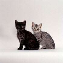 Domestic Cat {Felis catus} two British shorthair smoke and silver spotted  kittens
