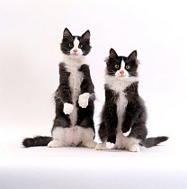 Domestic Cat {Felis catus} Two Black-and-white fluffy kittens, male siblings 'Felix' and 'Felix'