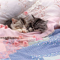 Domestic Cat {Felis catus} two Chinchilla-cross kittens sleeping in bed