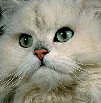 Domestic Cat {Felis catus} Chinchilla persian close up of face