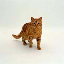 Domestic Cat {Felis catus} Red tabby male 'Georgie Porgie'