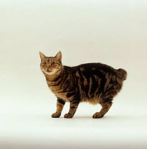 Domestic Cat {Felis catus} Tabby manx 'Stumpy' no tail