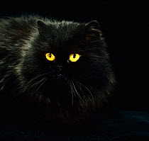 Domestic Cat {Felis catus} Black persian female at night, yellow eyes shining
