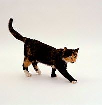 Domestic Cat {Felis catus} Polydactyl tortoiseshell showing muscle wastage and in poor condition, 'Tortie-toes'
