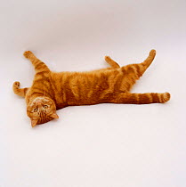 Domestic Cat {Felis catus} British shorthair red tabby female 'Glenda' rolling on back