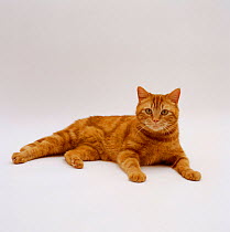 Domestic Cat {Felis catus} British shorthair red tabby female 'Glenda'