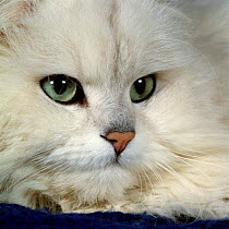 Domestic Cat {Felis catus} Chinchilla persian portrait