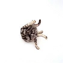 Domestic Cat {Felis catus} Silver marble bengal-cross female 'Asphodel' "funnel grooming"