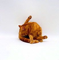 Domestic Cat {Felis catus} Red tabby female 'Glenda' "funnel grooming"