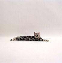 Domestic Cat {Felis catus} 6-month silver tabby male kitten 'Butterfly' lying stretched out