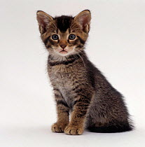 Domestic Cat {Felis catus} 9-week Agouti-tabby male kitten (hybrid wild cat x blue burmese)