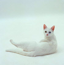 Domestic Cat {Felis catus} 6-month Odd-eyed white Bengal-cross female