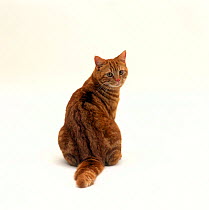 Domestic Cat {Felis catus} Red tabby female 'Glenda' rear view sitting, looking back