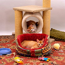 Domestic Cat {Felis catus} Two 12-week kittens settled into new home, with bed and leisure / play centre and toys