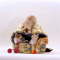 Domestic Cat {Felis catus} Four 8-week kittens playing in igloo bed.