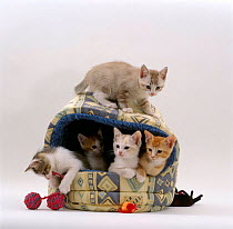 Domestic Cat {Felis catus} Five 8-week kittens in igloo bed.