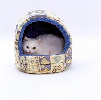 Domestic Cat {Felis catus} Longhaired white in igloo bed 'Annie'