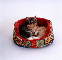 Domestic Cat {Felis catus} Two kittens in oval bed