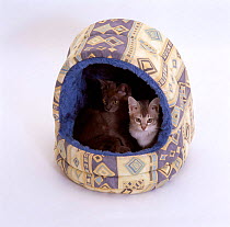 Domestic Cat {Felis catus} Two kittens in igloo bed