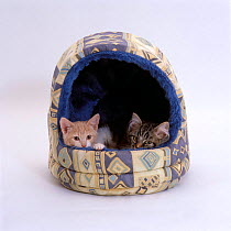 Domestic Cat {Felis catus} Two kittens in igloo bed
