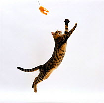 Domestic Cat, Brown spotted bengal female 'Oosha' leaping for toy