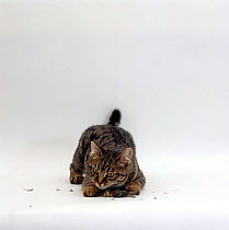 Domestic Cat {Felis catus} Tabby 'Popocat' playing with dead fledgling Blue tit {Parus caeruleus}