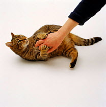 Domestic Cat {Felis catus} Tabby 'Nemo' having tummy tickled by handler