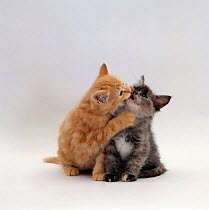 Domestic Cat {Felis catus} 8-week ginger kitten biting tortoiseshell on the mouth.