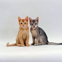 Domestic Cat {Felis catus} 10-week, Burmese-cross kittens: 'Pansy's' ticked-silver kitten 'Bella' with her brother Ozzie.