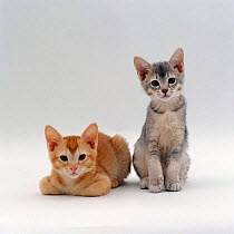 Domestic Cat {Felis catus} 9-weeks, 'Pansy's' Red and Blue-cream kittens, 'Ozzie' lying and 'Bella' sitting
