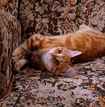 Domestic Cat {Felis catus} young ginger 'Sparky' stretching in armchair.