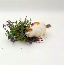 Domestic Cat {Felis catus} Tortoiseshell-and-white 'Alexandria' rubbing herself on flowering catmint / catnip